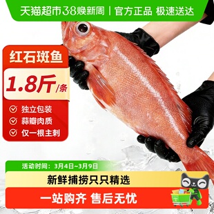 海仙部落红石斑鱼鲜活冷冻海鱼大鱼新鲜超大条红鱼龙胆富贵鱼