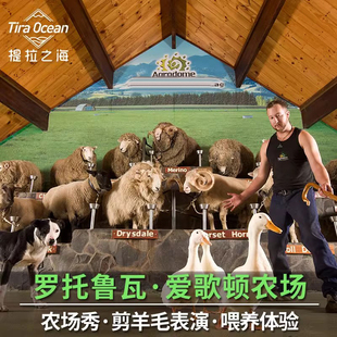 [爱歌顿农场-农场秀]罗托鲁瓦Agrodome农场绵羊秀