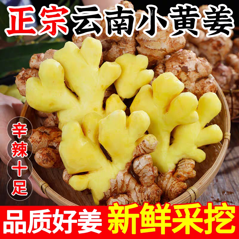 云南正宗小黄姜高山沙姜新鲜生姜现挖老姜土姜蔬菜农家自种旗舰店
