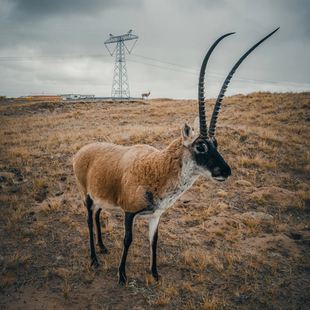 《生命树》精选路线·可可西里+昆仑山口+玉珠峰+无极龙凤宫
