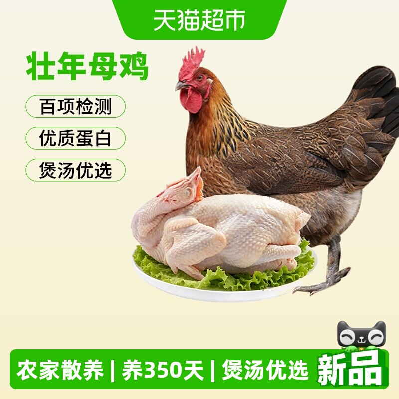 三德子壮年老母鸡图片