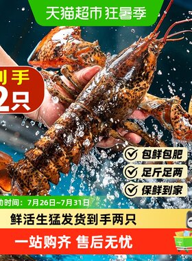 首鲜道加拿大波士顿龙虾产地直采