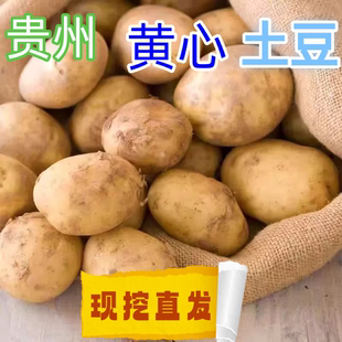 2025贵州老品种高山自留秋季黄皮黄心马铃薯土豆种子带芽口感面糯