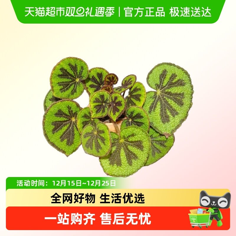 秋海棠基地热植开花观叶巨物好养四季