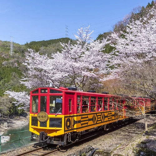 [岚山嵯峨野观光小火车-嵯峨、岚山-龟冈单程小火车]日本 京都 岚山嵯峨野观光小火车 嵯峨-龟冈单程小火车