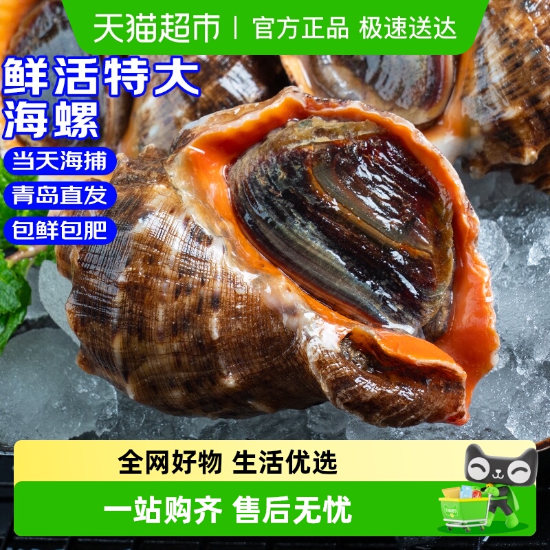 海仙部落海螺鲜活特大新鲜海捕