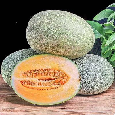 正宗哈密瓜西州蜜25号爆甜新鲜水果甜瓜当季现摘整箱批发