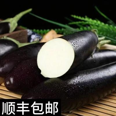 顺丰发货大棚长茄子新鲜农家自种绿把紫皮长茄当季现摘现发新鲜