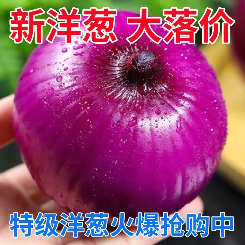 紫皮洋葱新鲜洋葱头生吃货农家自种蔬菜甜红皮圆葱5斤批发包邮