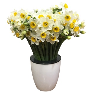 【现摘鲜切花】漳州水仙花种球花枝冬季水培花卉室内装饰春节花束