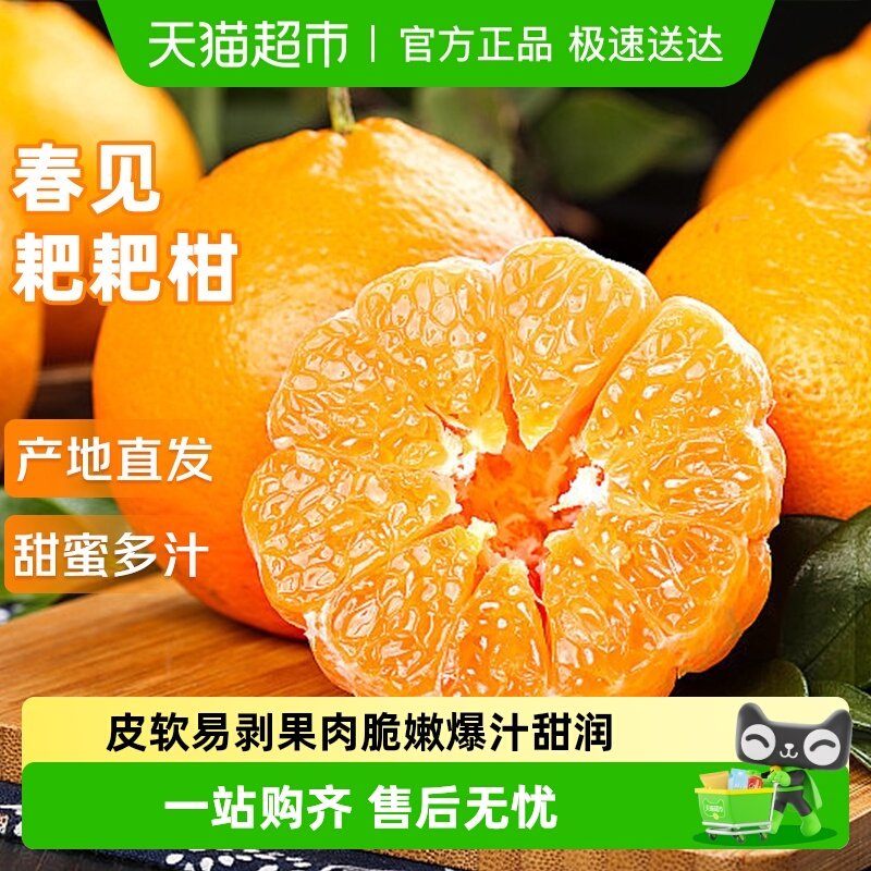 京运达四川春见耙耙柑丑橘