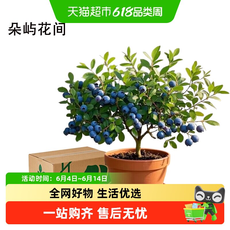 蓝莓树果苗盆栽带果大果室内耐寒南北方四季结果