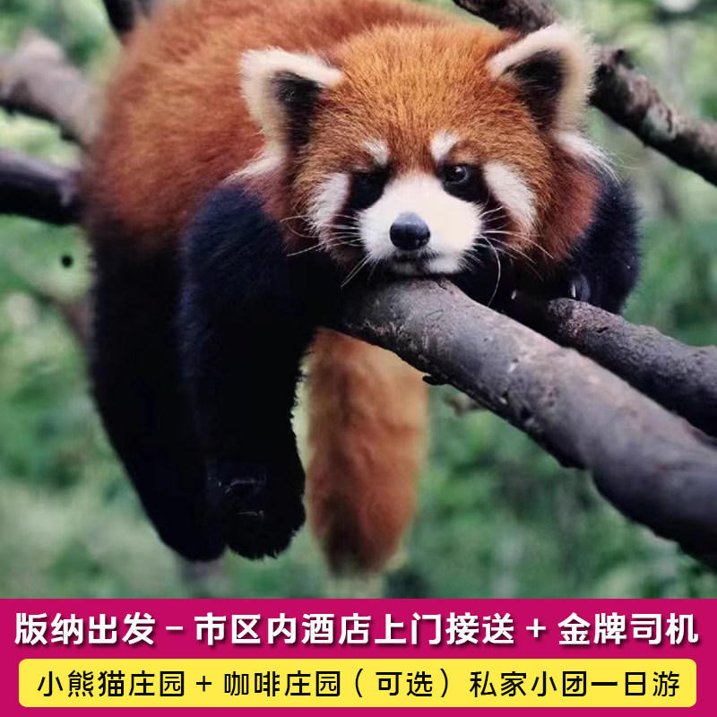 版纳出发普洱太阳河森林公园+咖啡庄园（可选）  一日游