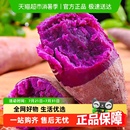 新鲜紫薯沙地番薯地瓜红薯紫罗兰紫薯宝宝辅食粗粮