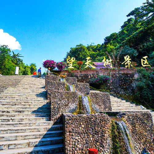 [西双版纳望天树景区-景洪市-景区往返直通车]望天树景区往返直达车