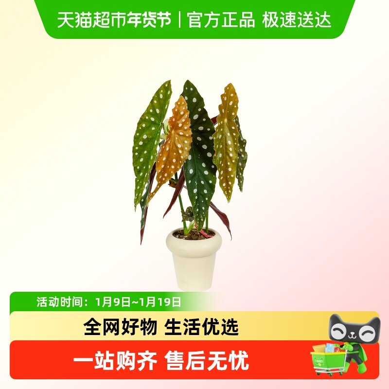 鳟鱼秋海棠网红ins风绿植盆栽,鲜花速递/花卉仿真/绿植园艺,绿植,淘宝优惠券,粉丝福利购,淘宝优惠卷