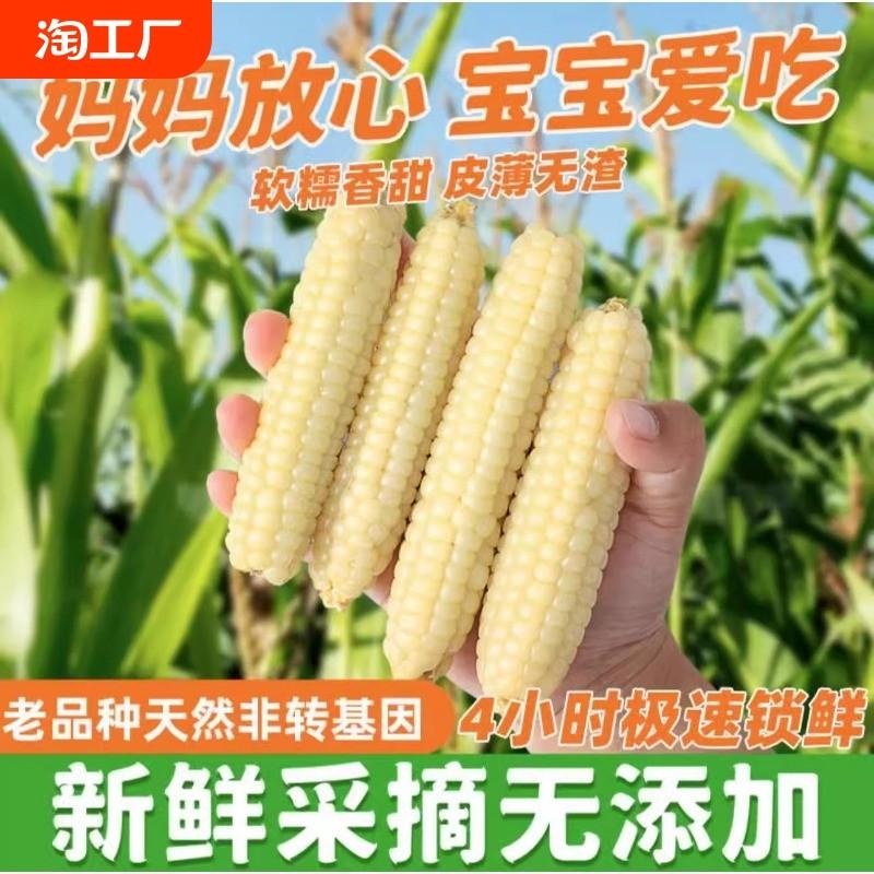 云南西双版纳香糯拇指小玉米新鲜真空装适合宝宝健康零食水果玉米