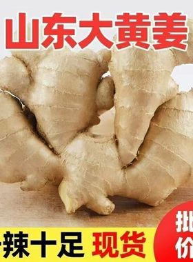 山东生姜正宗现挖老姜大姜新鲜农家黄姜月子干姜农家种植姜块
