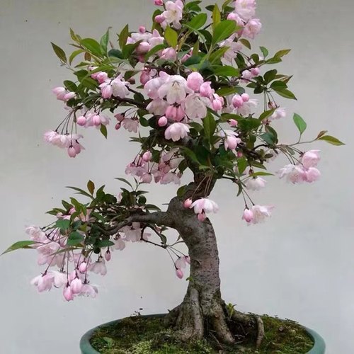 垂丝海棠耐寒南北方好养开花植物