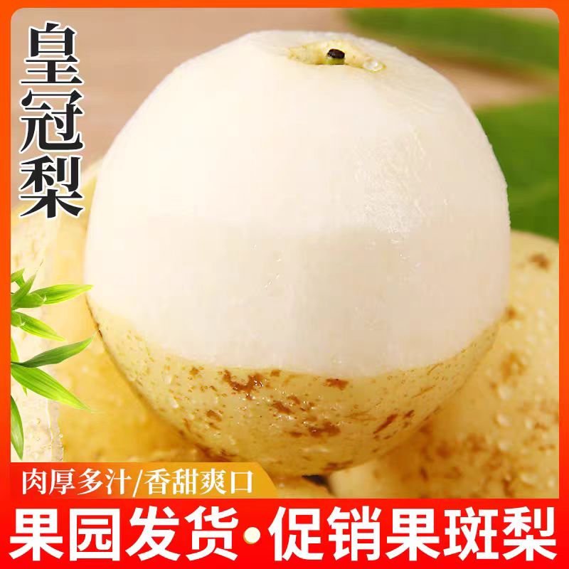 正宗皇冠梨 超高性价比二级皇冠梨 皇冠梨果园直发
