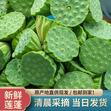 新鲜莲蓬现摘生吃甜嫩鲜生莲子天然当季优质食品健康美味莲花