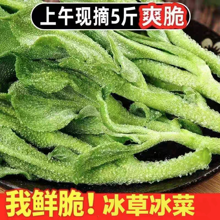 新鲜冰草现摘冰菜火锅沙拉生吃凉拌蔬菜健康美味包邮