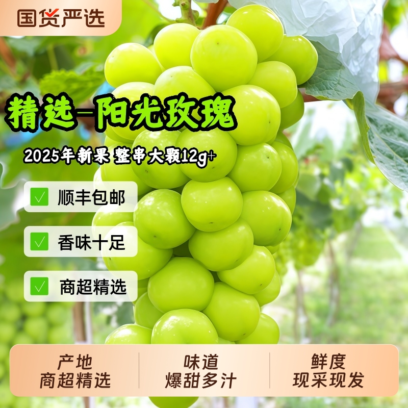 大凉山阳光玫瑰葡萄无籽青提晴王提子香印青提子爆甜无核葡萄现摘