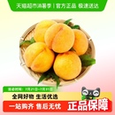 新鲜水果毛桃黄金蜜桃应季 仙绘鲜山东蒙阴大黄桃当季 生鲜桃子