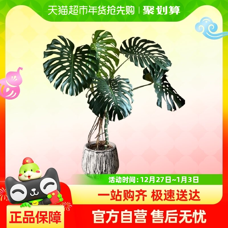 ��׮�걳���Ҷ��ֲ�칫���ڴ���ֲ�ﾻ����������������������ȩ