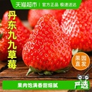 末浅丹东99草莓红颜九九大草莓新鲜水果应季 现摘马家岗奶油草莓