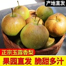 包邮 玉露香梨新鲜梨子脆冠苹果梨当季 现摘水果红酥甜青梨整箱