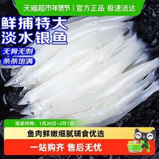 青岛大银鱼新鲜冷冻面条鱼白饭鱼宝宝银鱼
