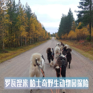 芬兰旅游 哈士奇野生动物园探险 罗瓦涅米哈士奇越野探险 拉普兰