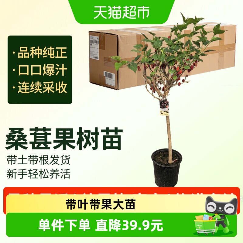 寿禾桑葚果树苗大叶特大号一树两用养蚕吃果家庭种植根系发达活苗
