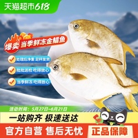 金鯧魚特大鯧魚鮮活新鮮冷凍海魚金昌魚平魚銀魚白鯧鳊魚冰鮮鏡魚