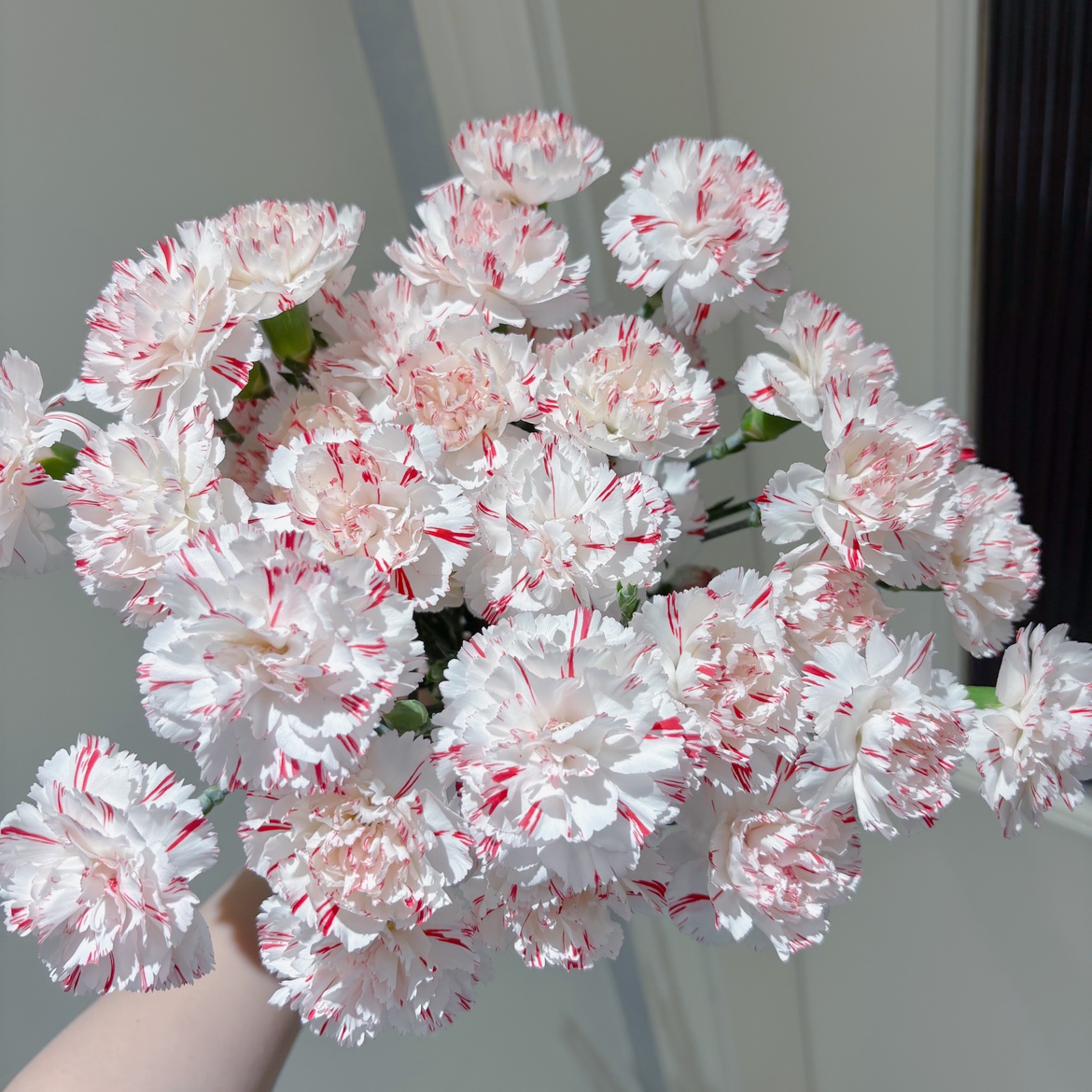 不售后，推荐必买可粒鲜新品礼物多丁1扎，购买3单包邮