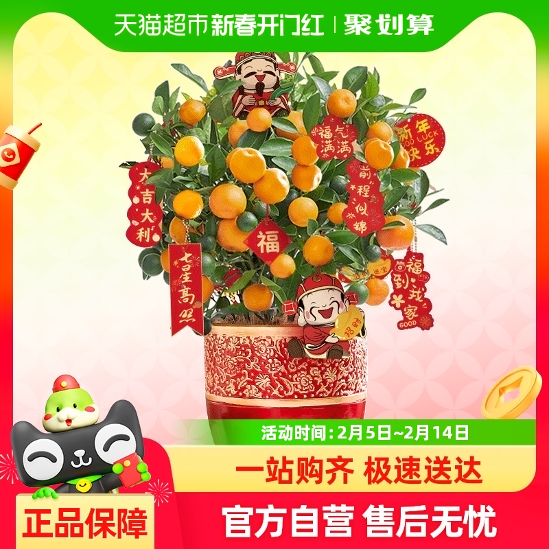 ļԴڿ칫ļֲǨ辰187.72Ԫ(88VIP 95)