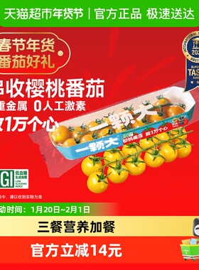 【一颗大】黄串收樱桃番茄非圣女果酸甜爆汁现采现摘小番茄
