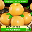 包邮 正宗山东秋月梨新鲜梨子脆甜当季 现摘莱阳冰糖梨雪梨蜜梨