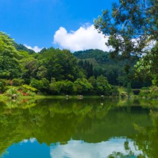 上门接 福田红树林生态公园一日游 莲花山公园 深圳仙湖植物园