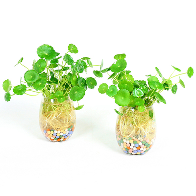 金钱草绿植水培好养桌面阳台植物