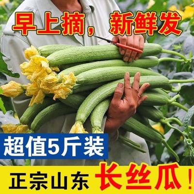 寿光源头新鲜丝瓜农家自种长丝瓜绿色蔬菜线丝瓜寿光应季蔬菜批发