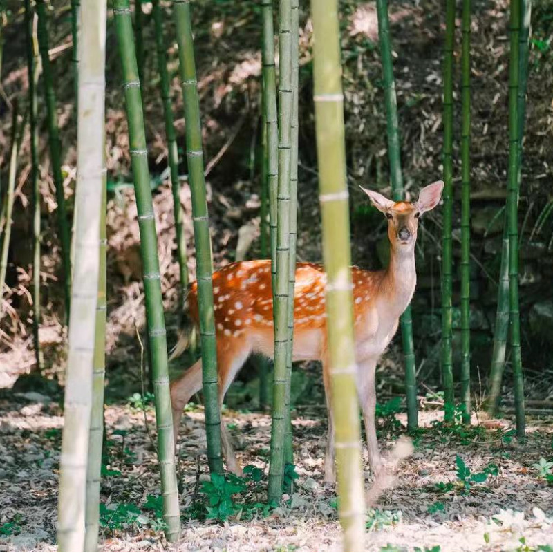 [恩施鹿院坪生态风景区-鹿院坪门票]鹿院坪门票