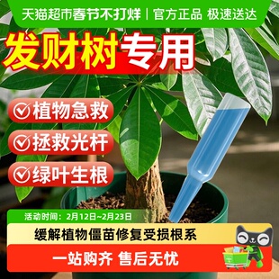 发财树植物再生剂浓缩营养液肥料专用肥盆栽复活液防黄叶