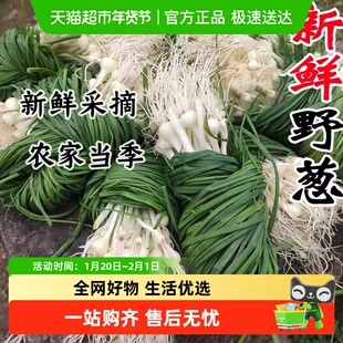 新鲜野葱野菜当季新鲜蔬菜小根蒜胡葱沙葱现挖小香葱非苦农家菜