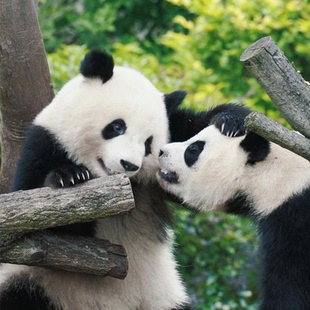 赣州出发成都3天晚夜游锦官城+武侯祠+杜甫草堂精品纯玩小团