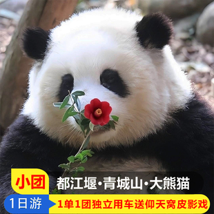 8人独立小团都江堰青城山熊猫基地三星堆成都一日游纯玩跟团游