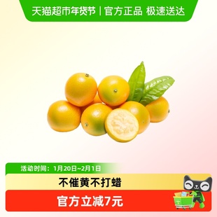 都乐Dole广西融安金桔脆蜜金桔当季现摘新鲜水果甜蜜小金柑桔