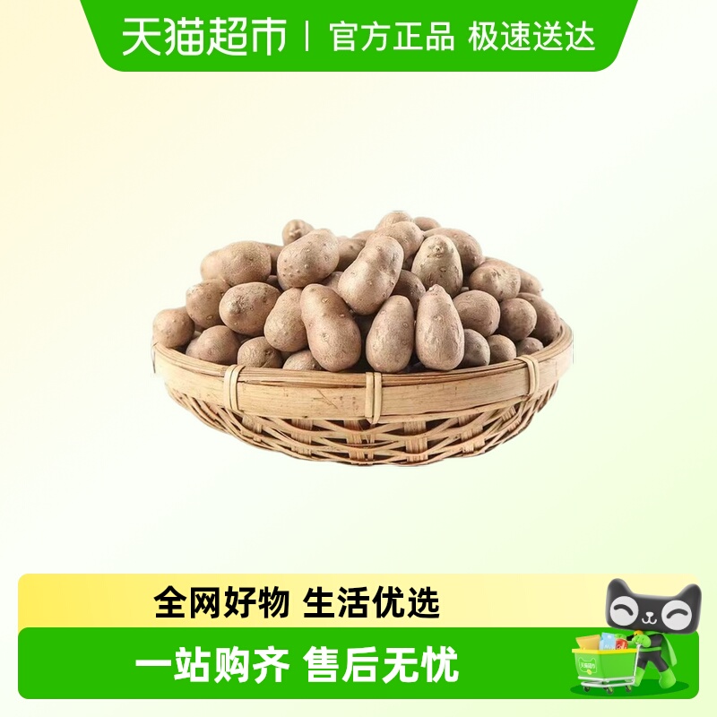 铁棍山药豆新鲜糖葫芦料河南焦作农家正宗宝宝辅食山药蛋种子