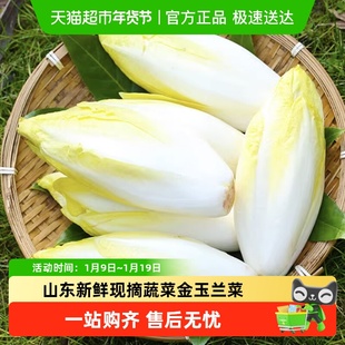 山东新鲜当季现摘蔬菜金玉兰菜凉拌沙拉西餐拼盘食材可生吃